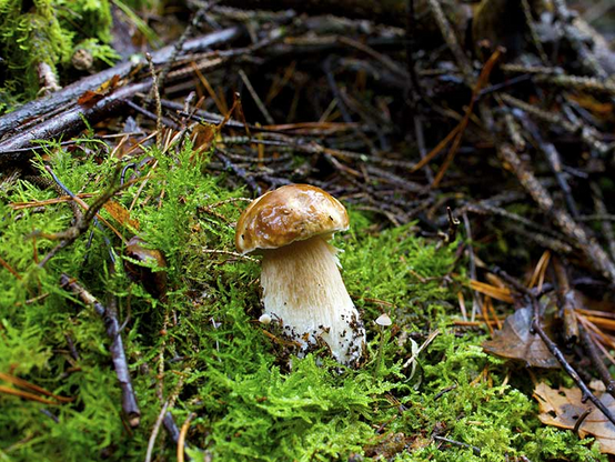 Champignon 1