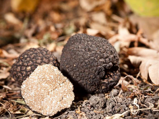 Champignon 10