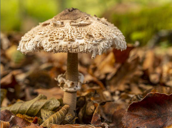Champignon 4