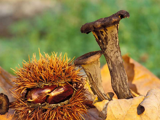 Champignon 5