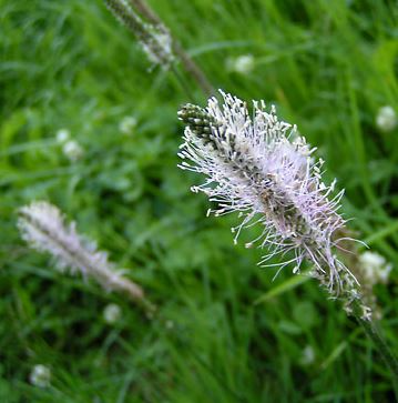 Fleur3